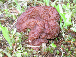 Gyromitra fastigiata, one actively growing fruiting body at ground level.